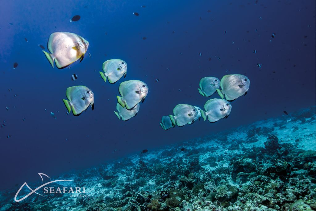 poisson