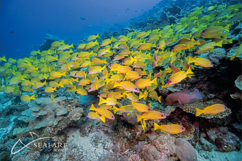 poissons colorées