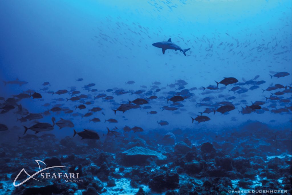 banc de requin vue d'en bas