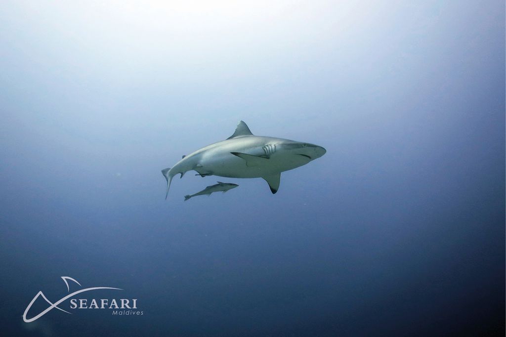 requin