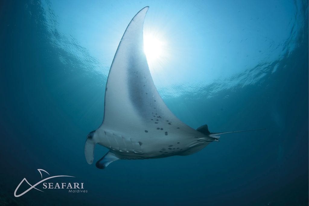 raie manta