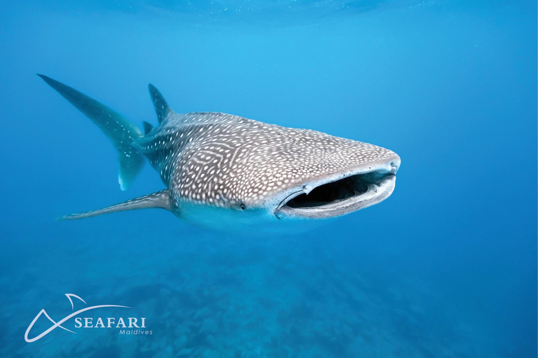 requin baleine