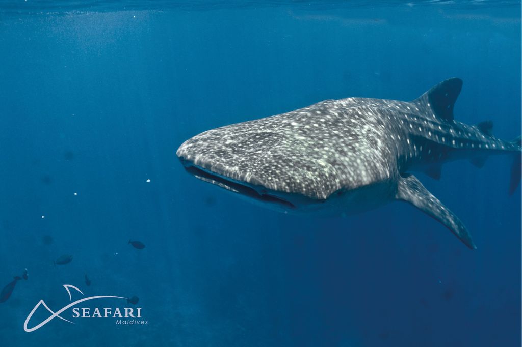 requin baleine