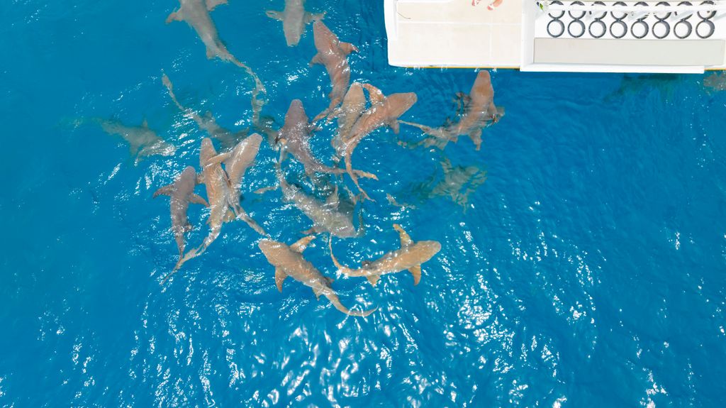 requin vue du ciel