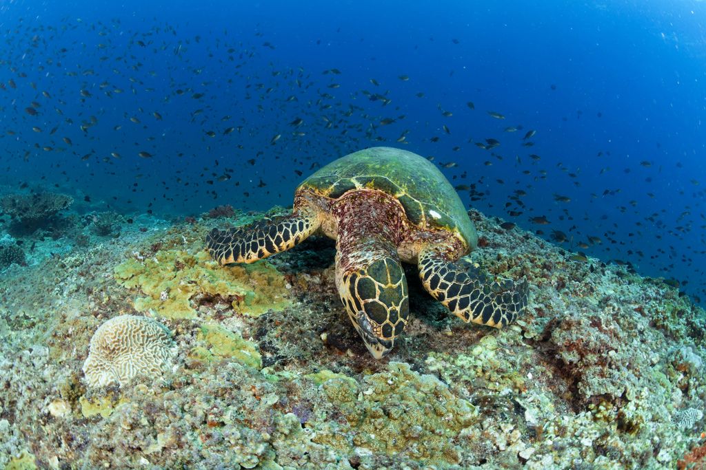 tortue verte sur rocher