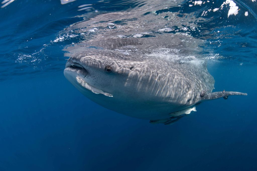 requin baleine