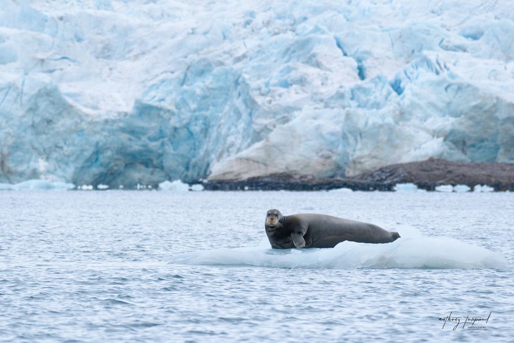 otarie sur banquise glacier