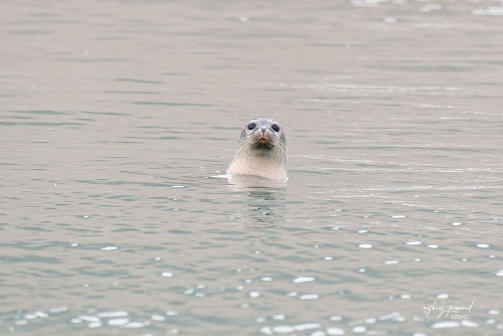 otarie sortant sa tête de l'eau