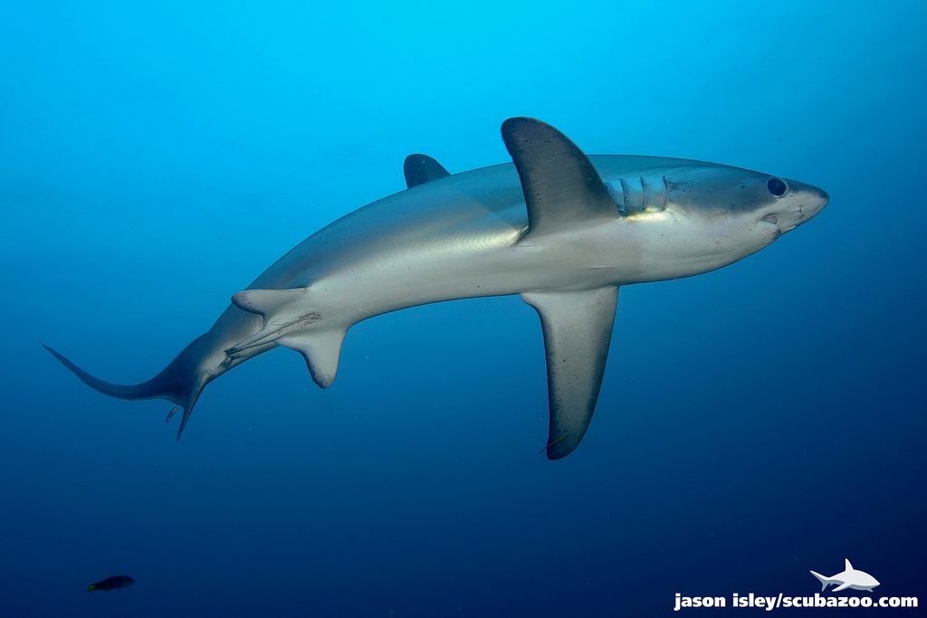 requin renard