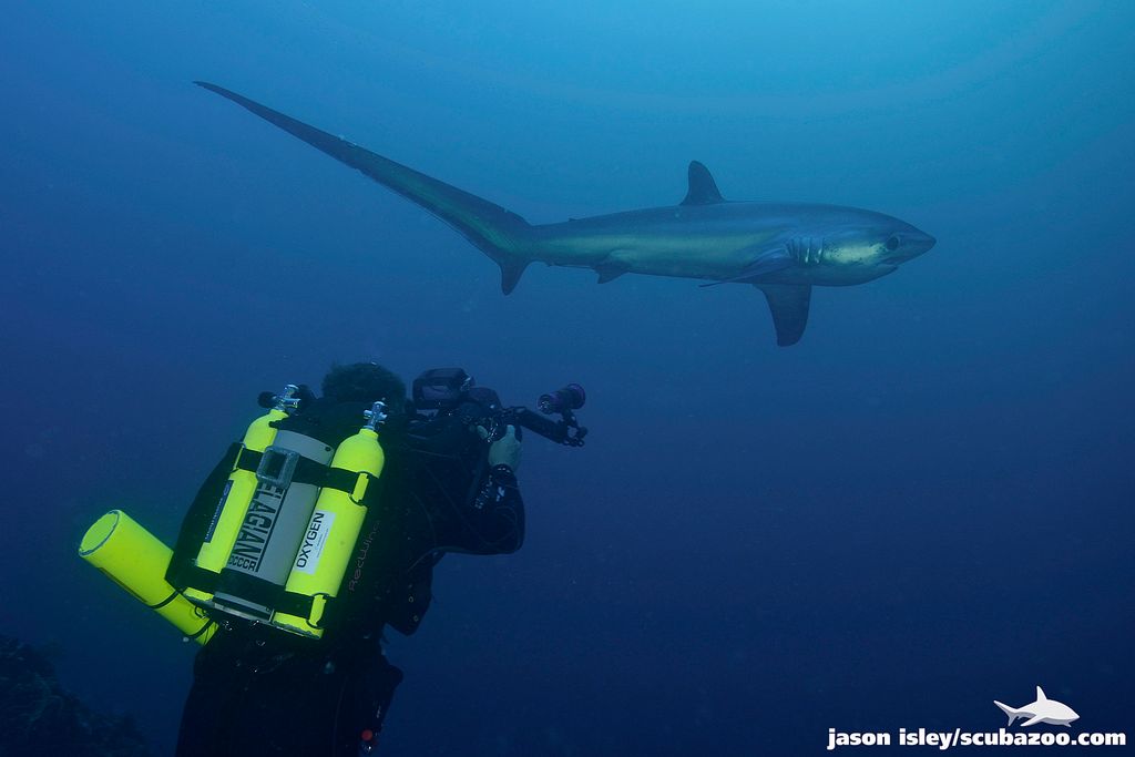 requin renard plongeur
