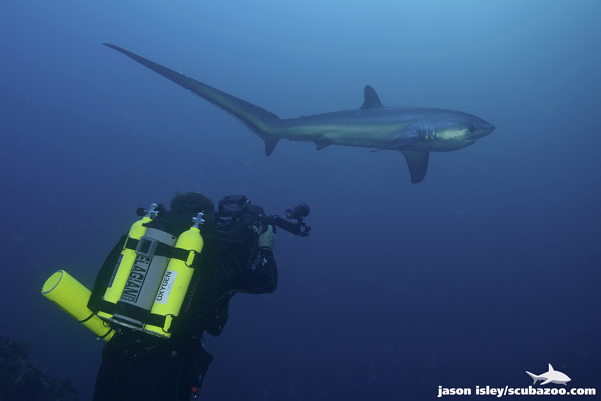 requin renard et plongeur