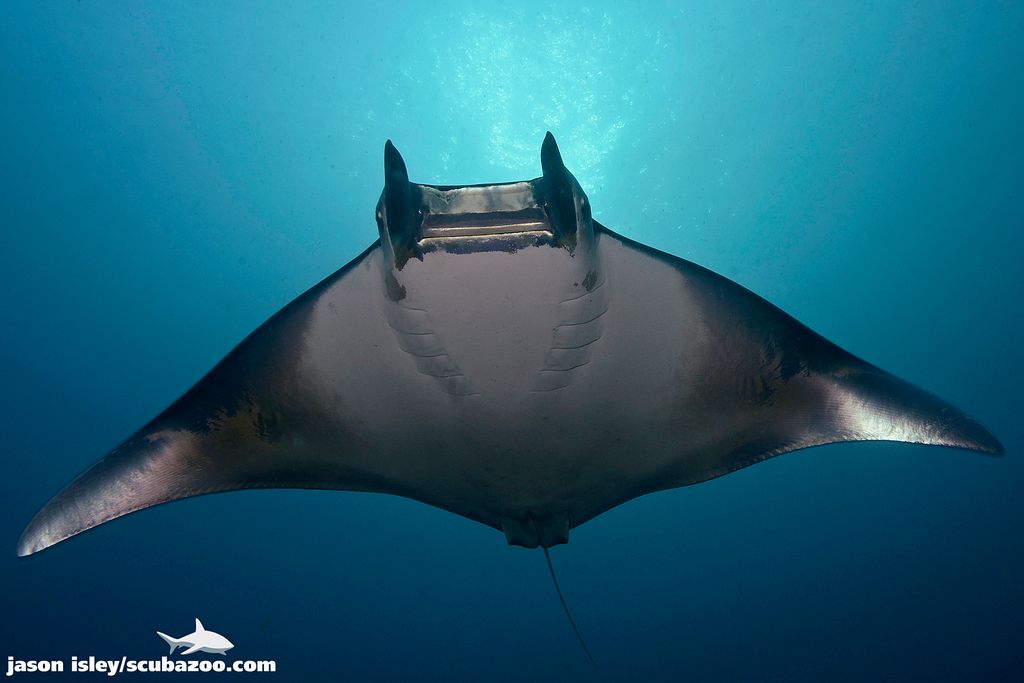 raie manta