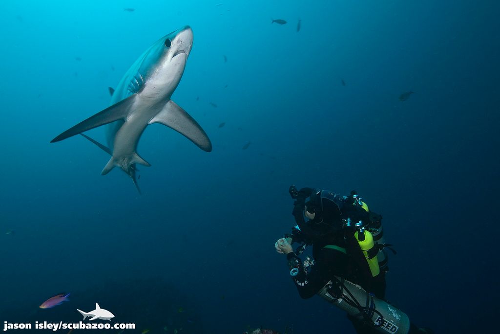 requin renard plongeur