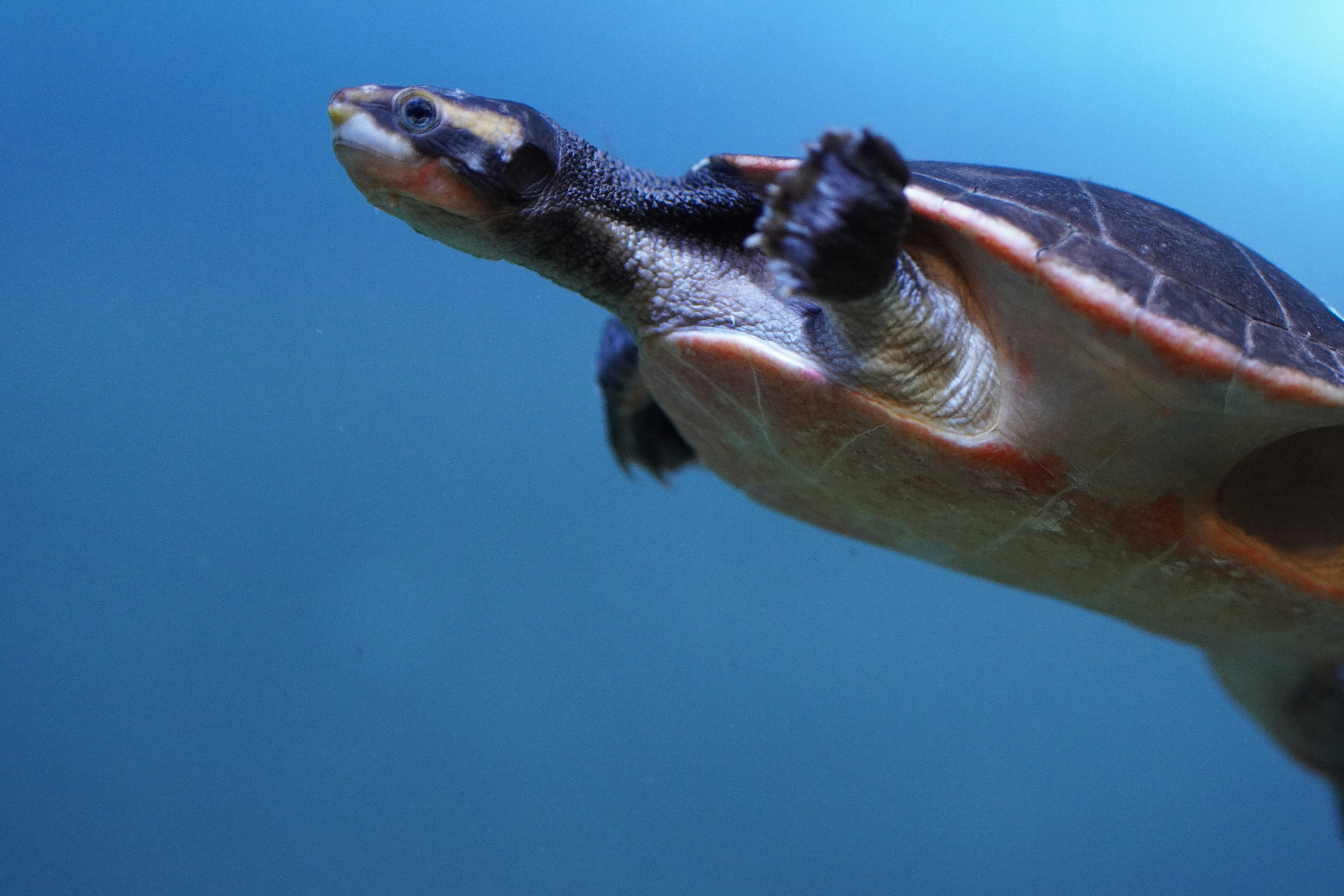 tortue d'eau douce
