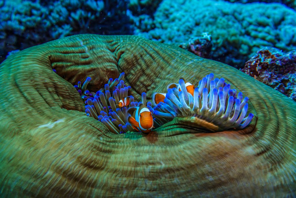 poisson clown
