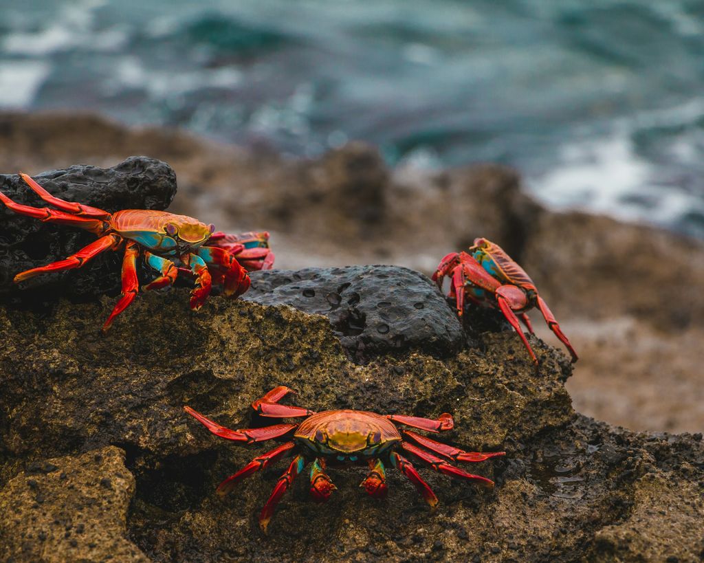 crabe rouge galapagos