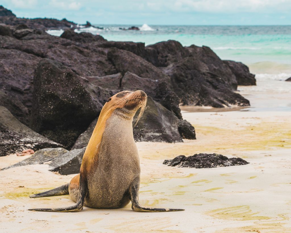 lion des mers sur la plage