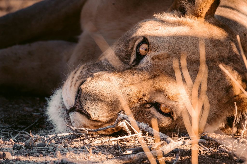 lionne