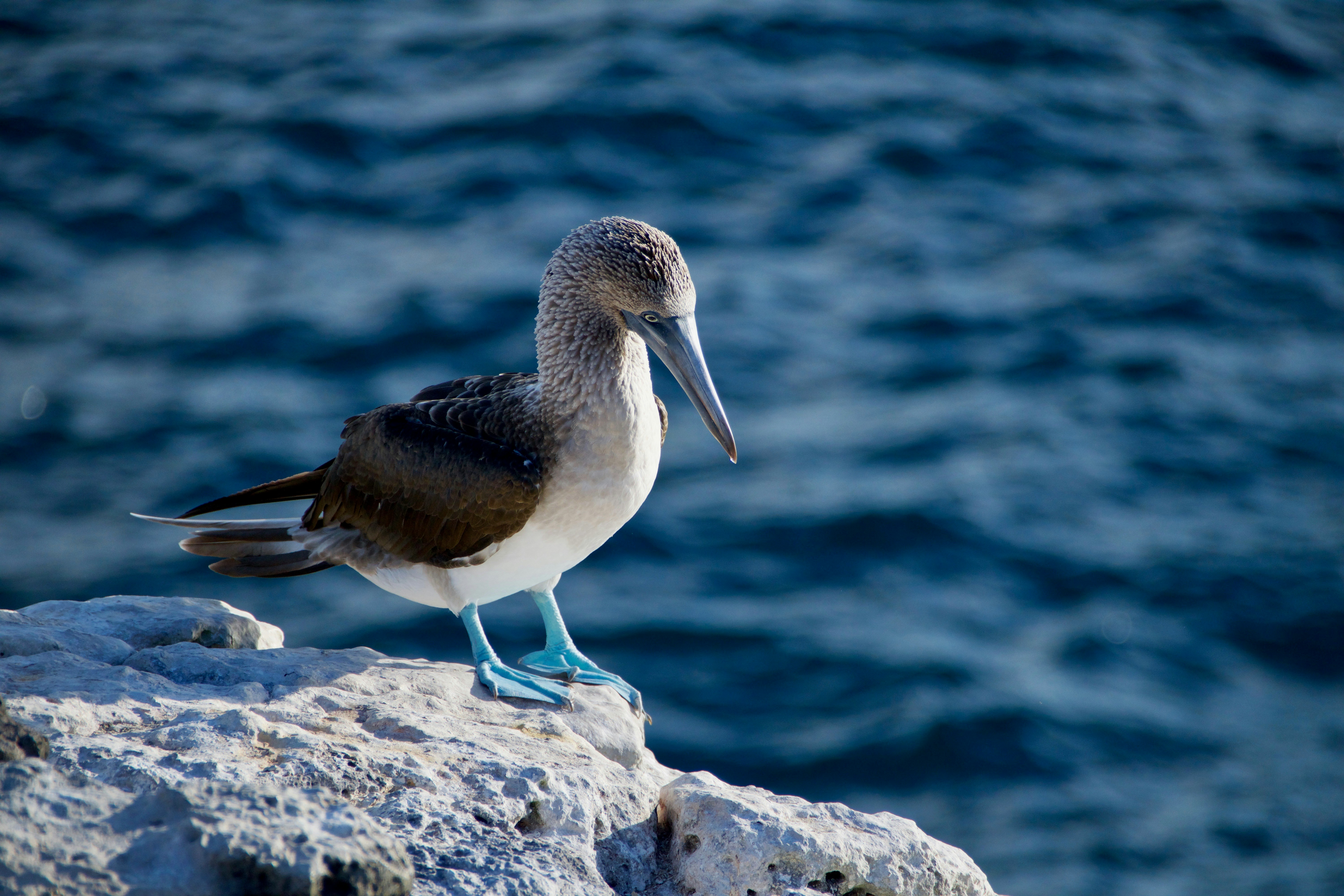 l'oiseau fou à pieds bleus