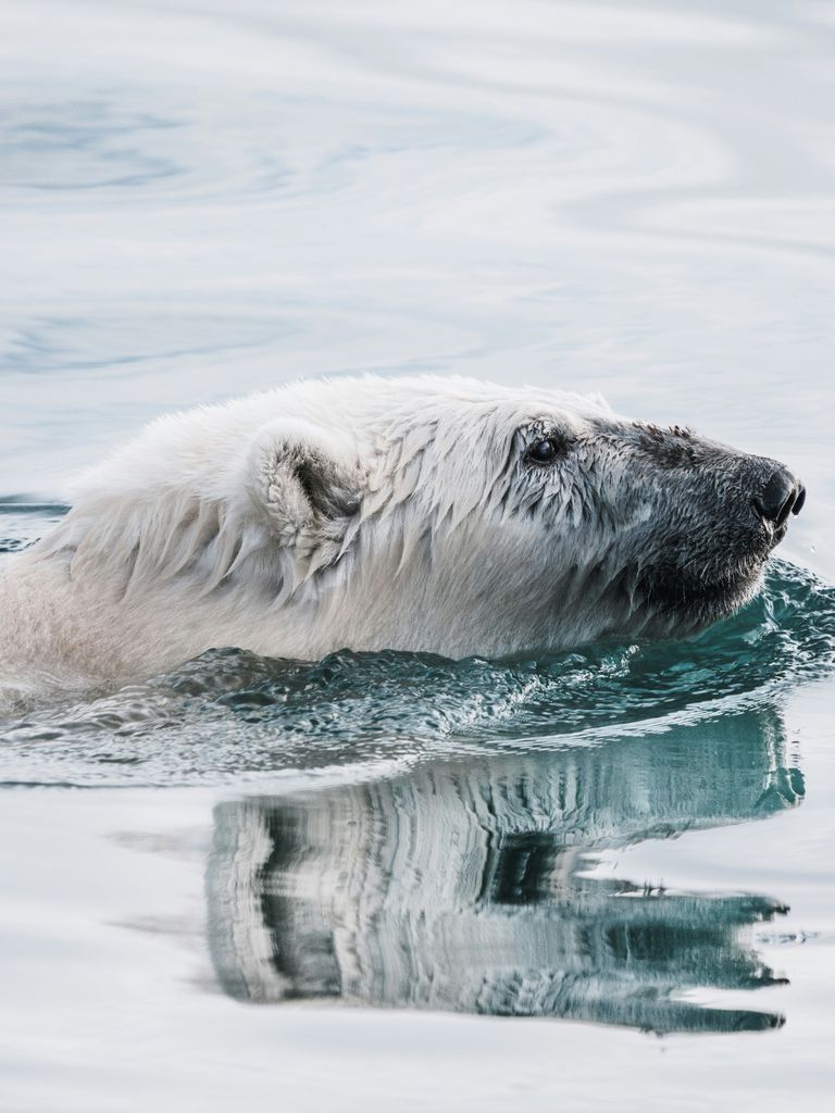 ours polaire sortant sa tête de l'eau