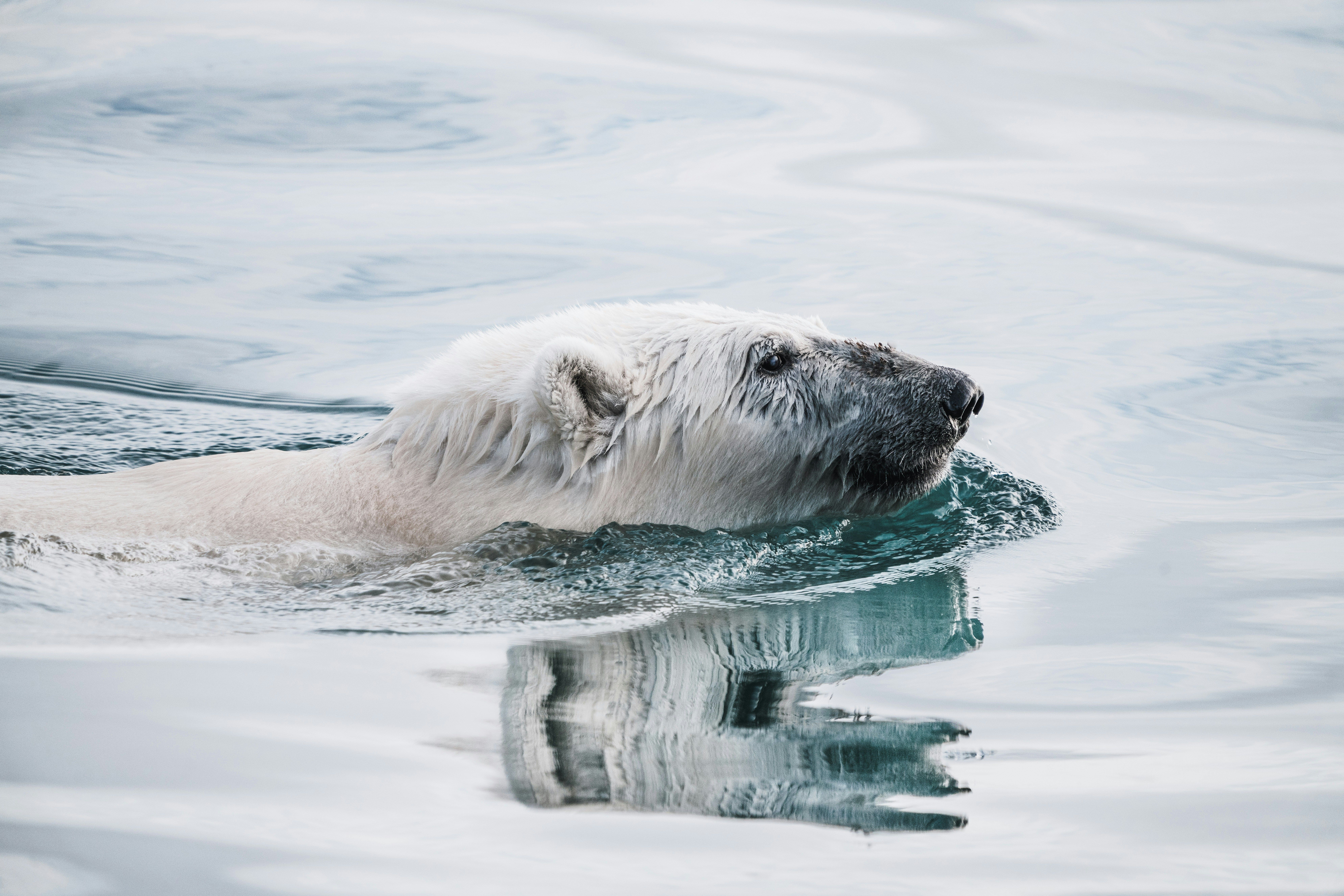 ours polaire sortant sa tête de l'eau