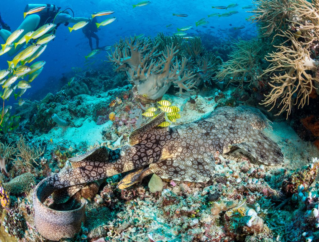 poisson et coraux