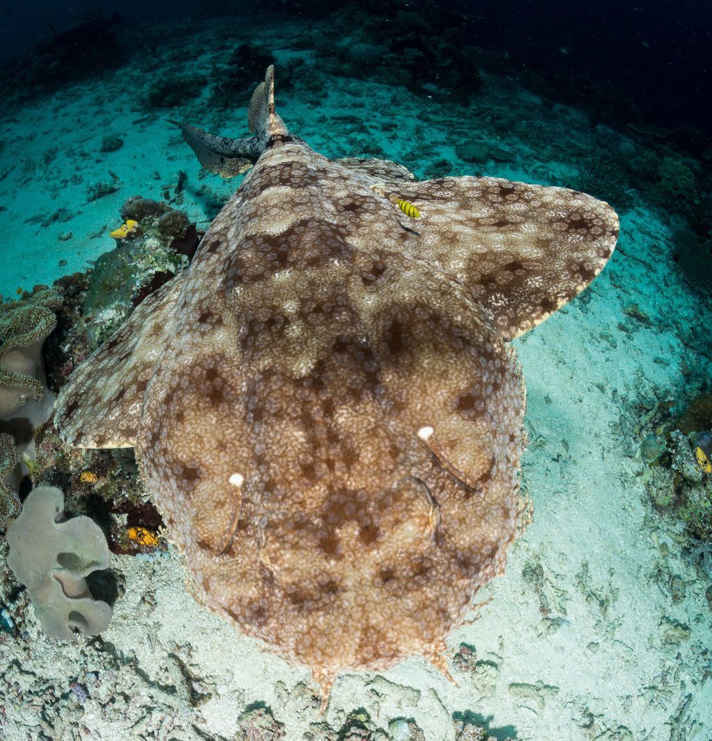 poisson