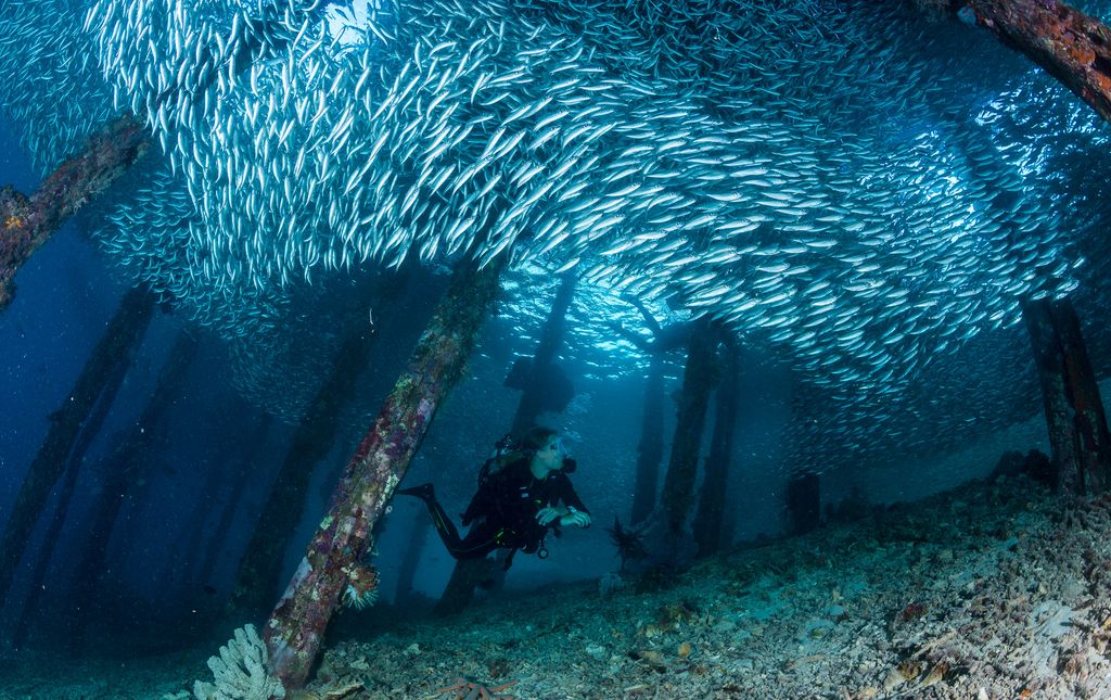 plongeurs banc de poisson