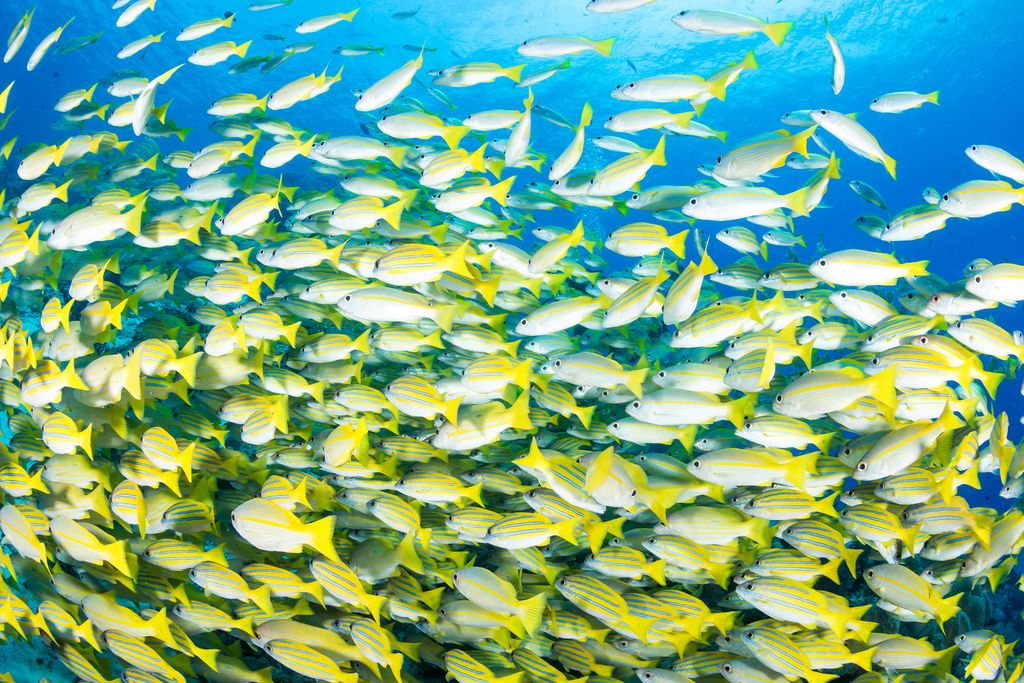 poisson colorée