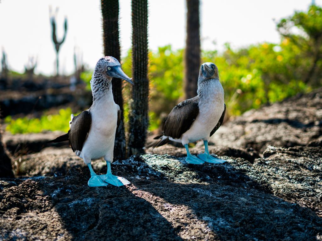 l'oiseau à pied bleu