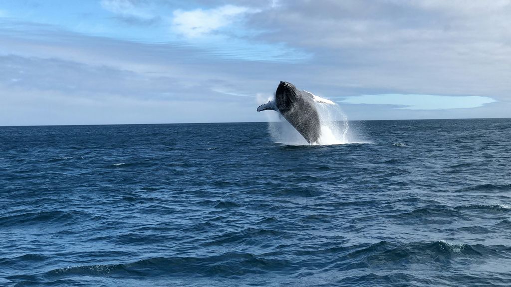 baleine à bosse