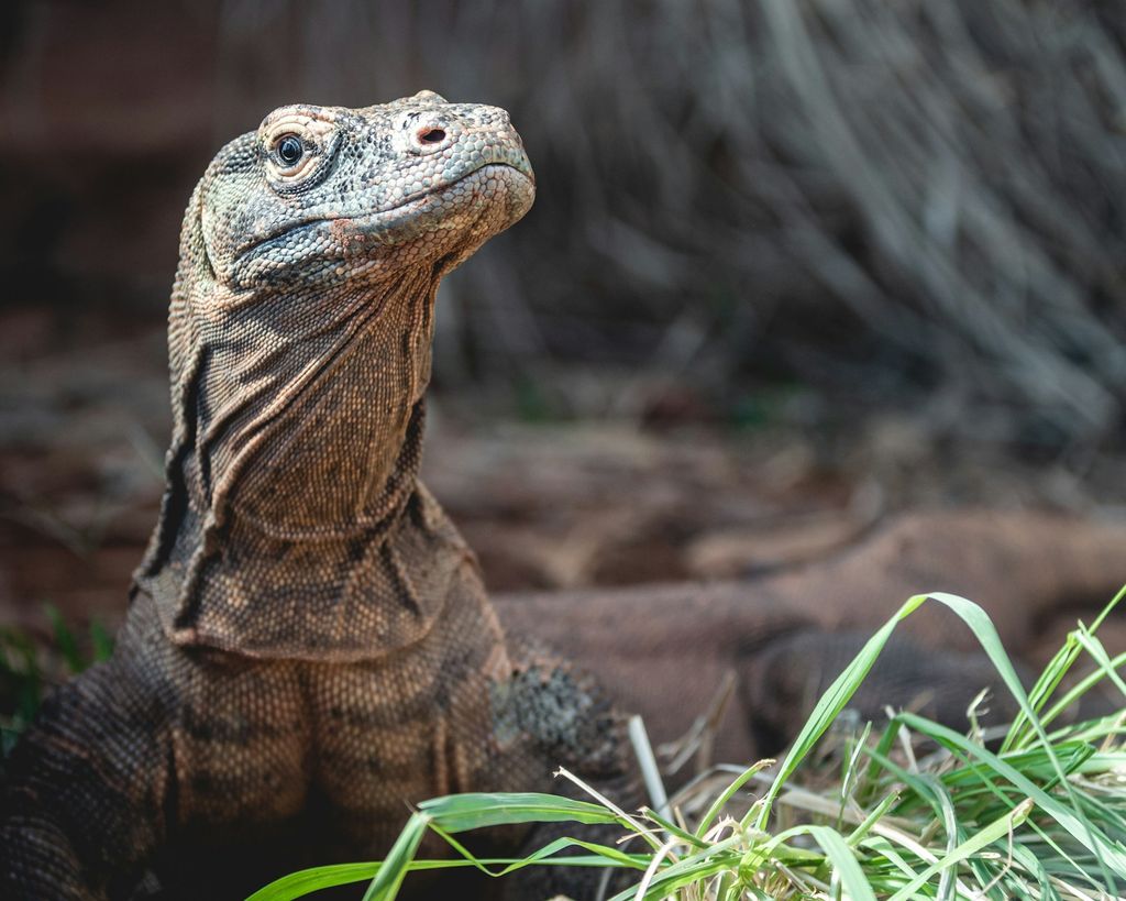 dragon du komodo