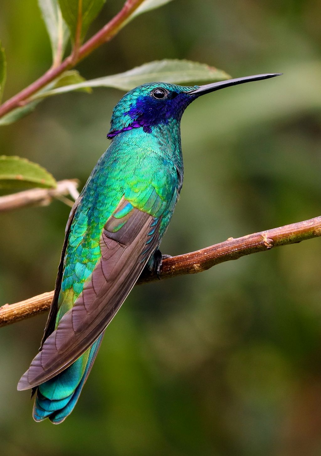 Découverte de l'Equateur continental