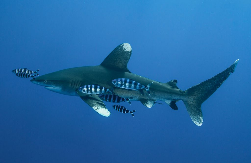 requin à pointe blanche