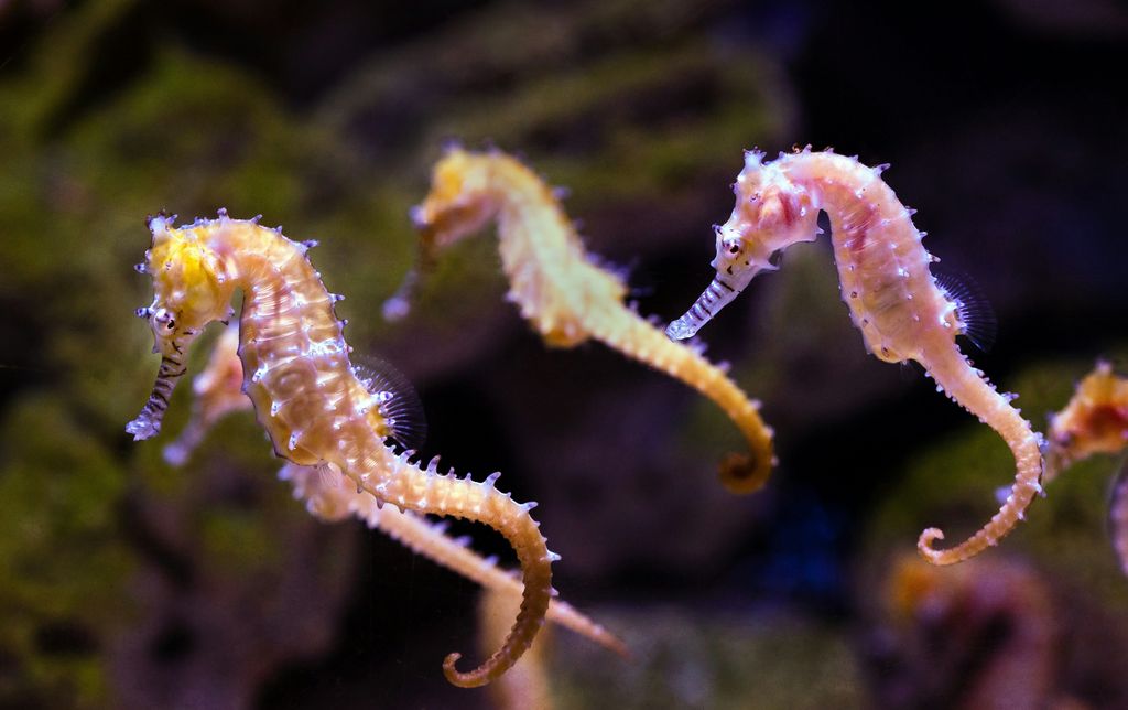 hippocampes
