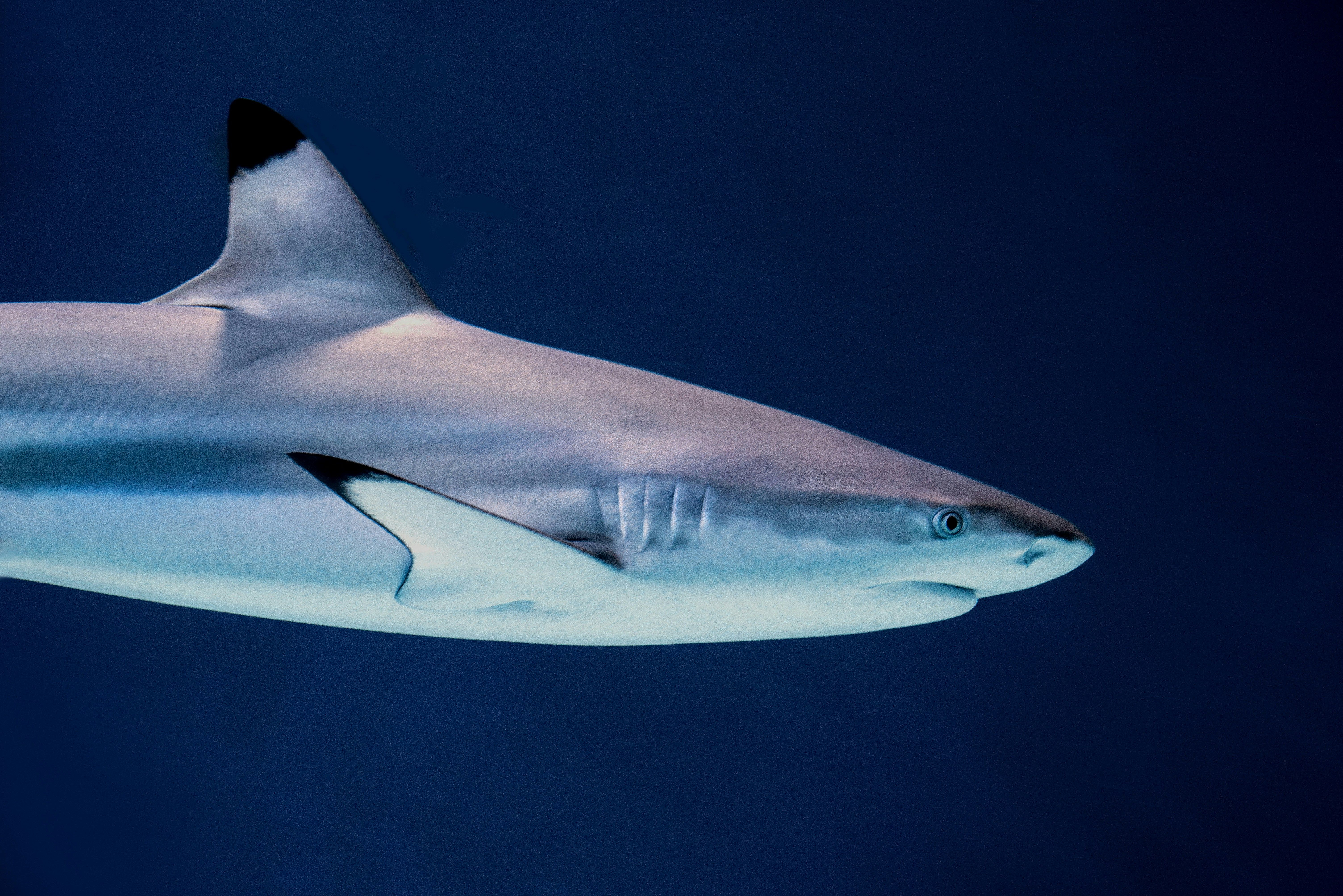 requin à pointe noire