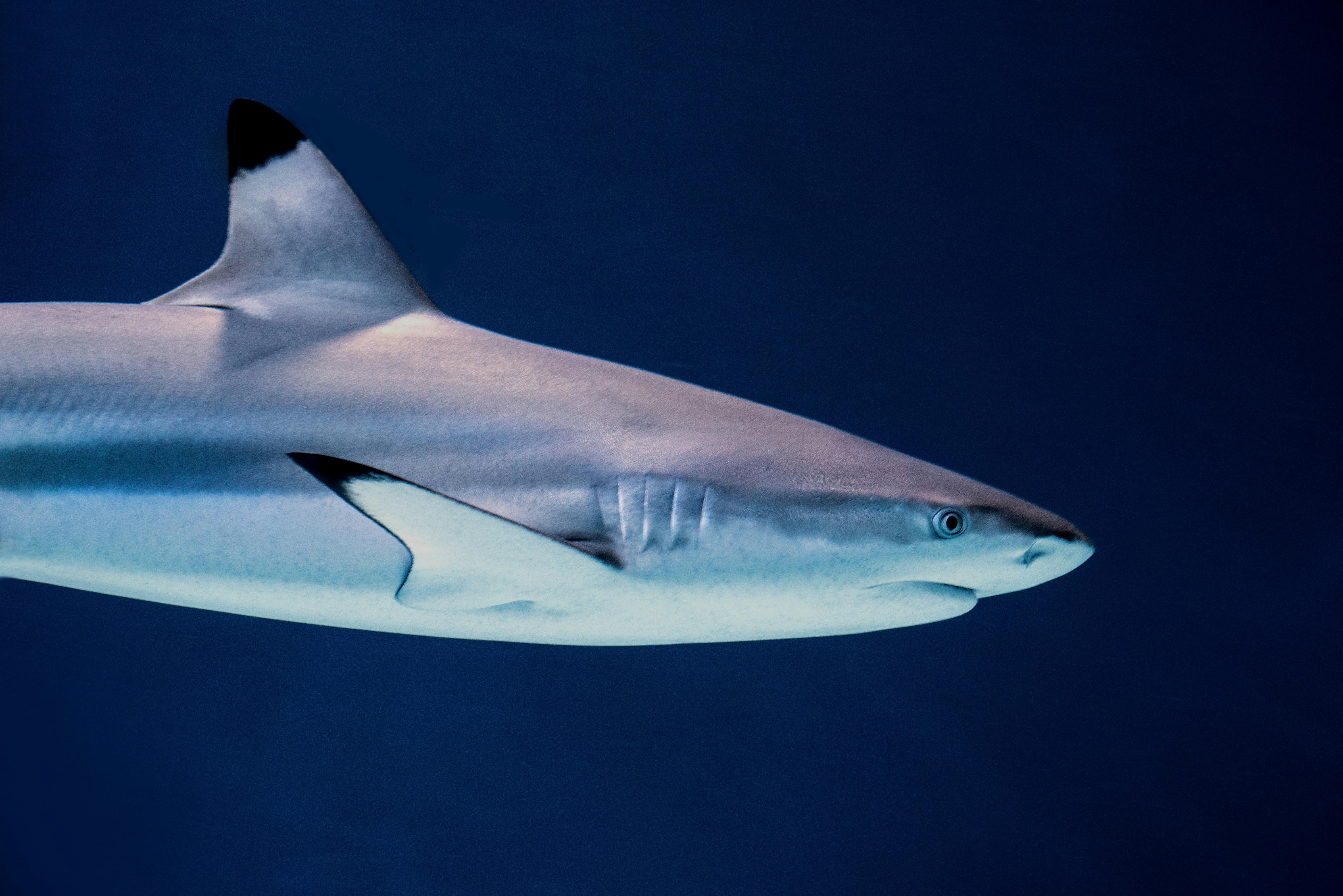 requin à pointe noire