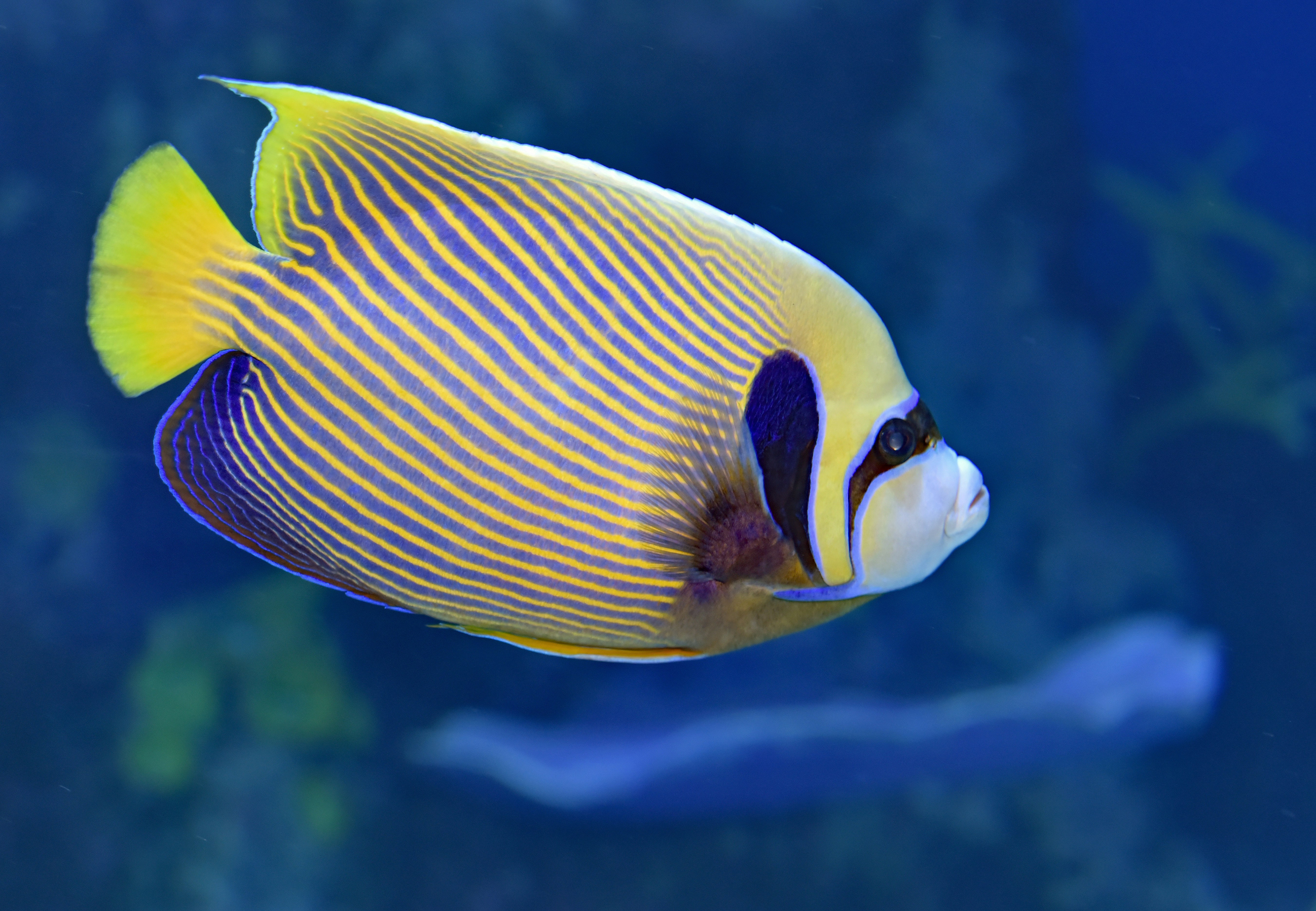 poisson ange