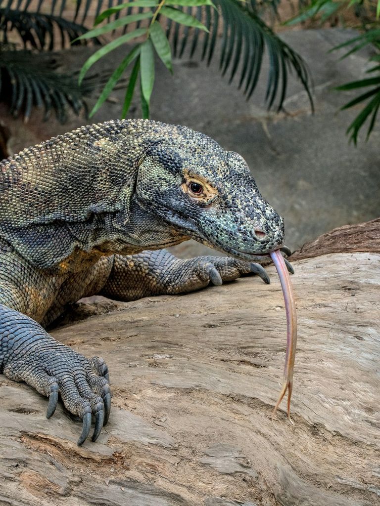 dragon du komodo