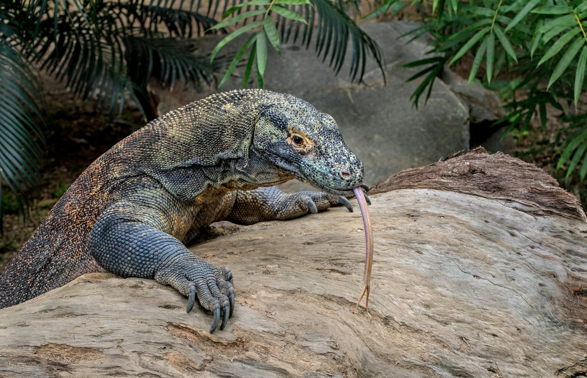 dragon du komodo