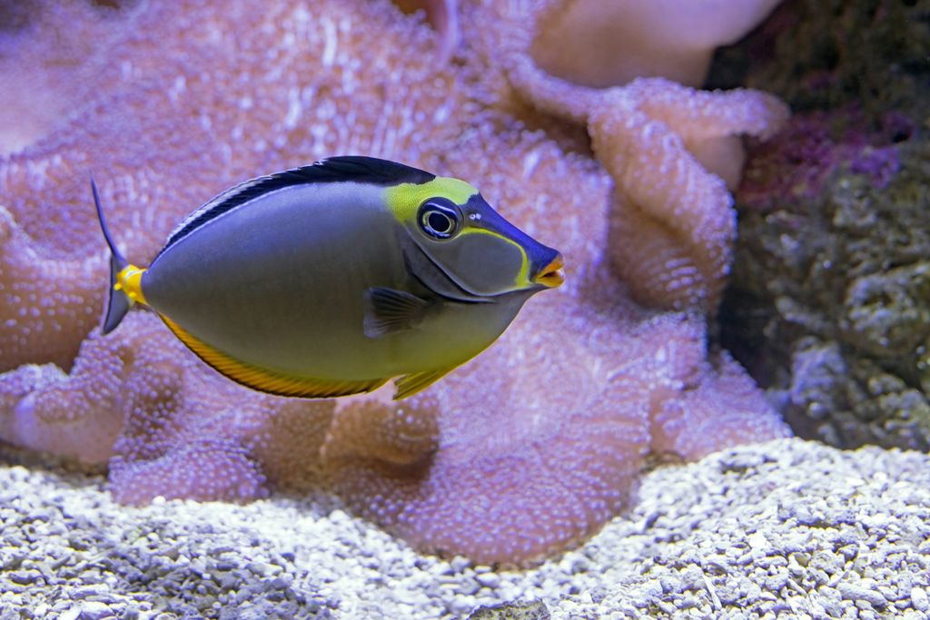 poisson tropicaux