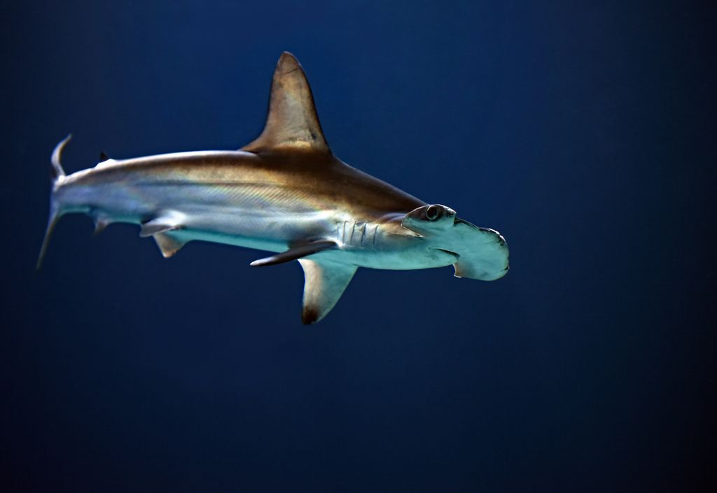 requin marteaux