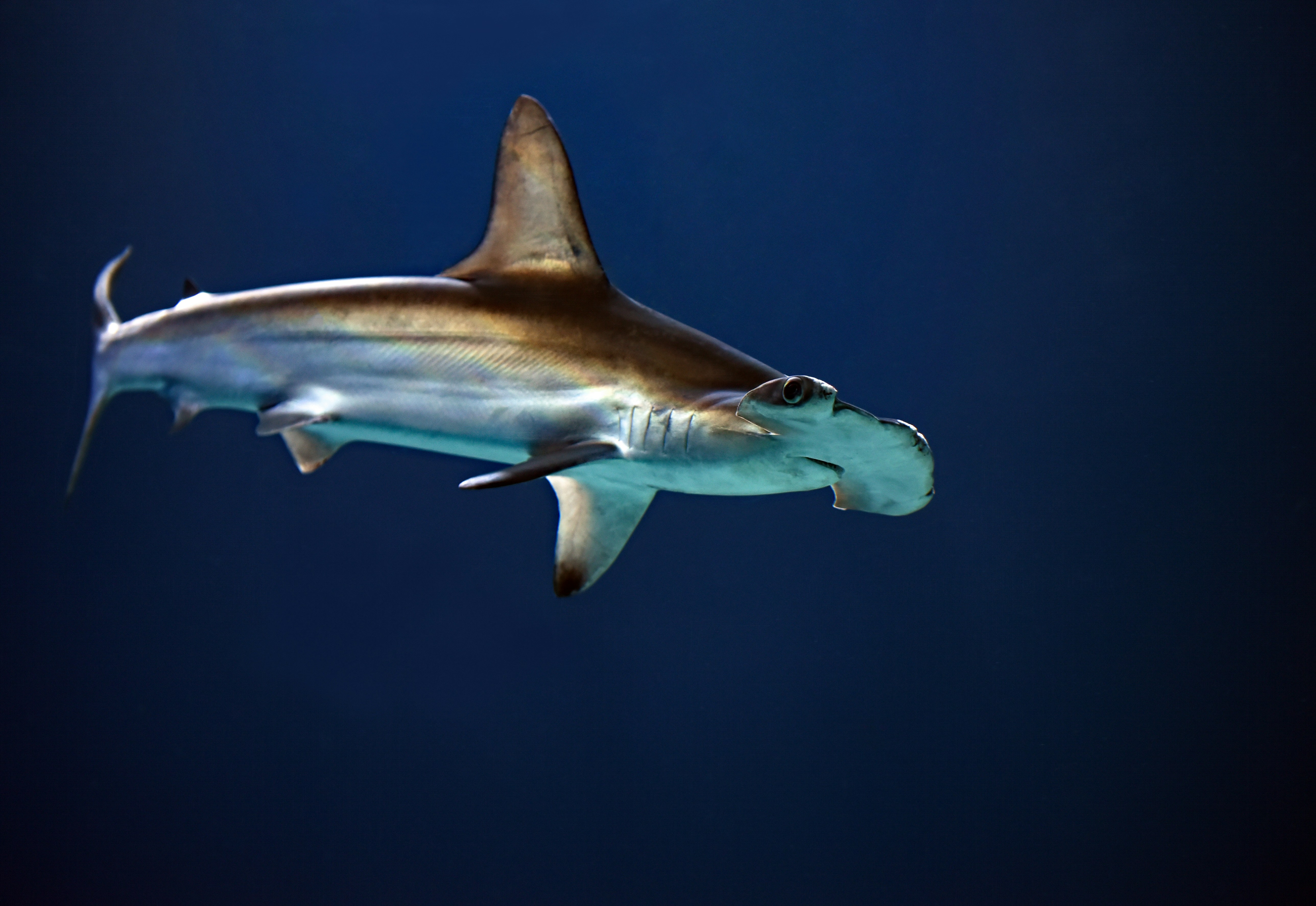 requin marteaux