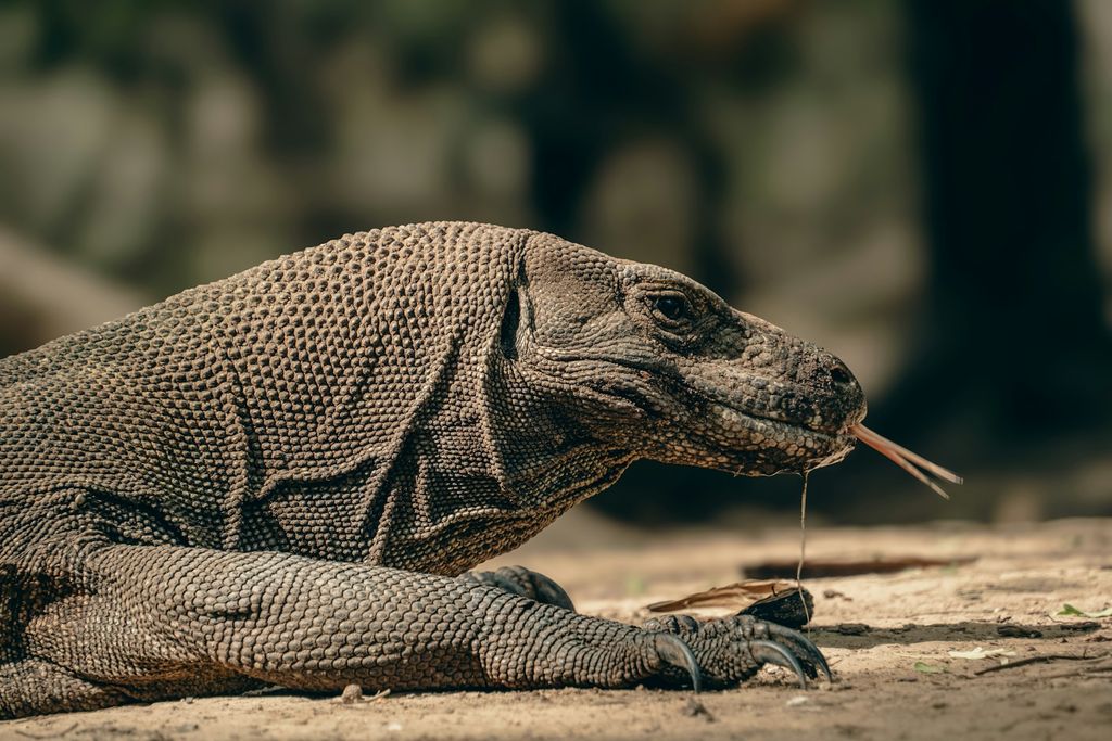 dragon du komodo