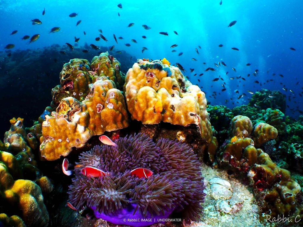 coraux poisson