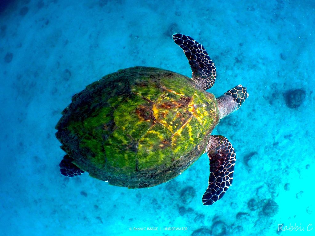 tortue verte