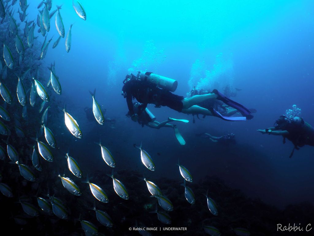 poisson plongeurs