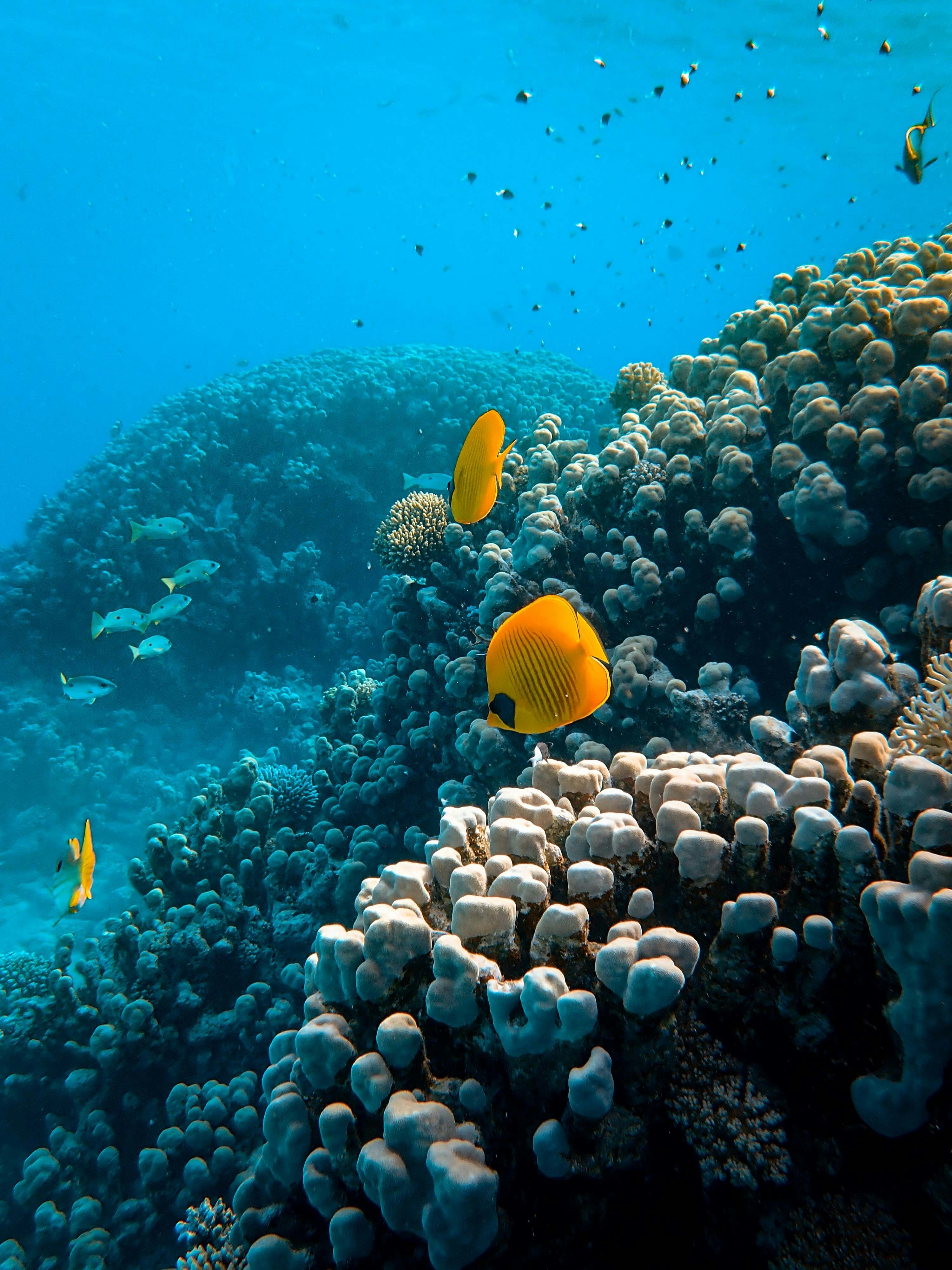 coraux poissons sous l'eau
