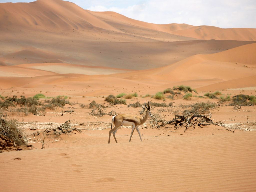 impala