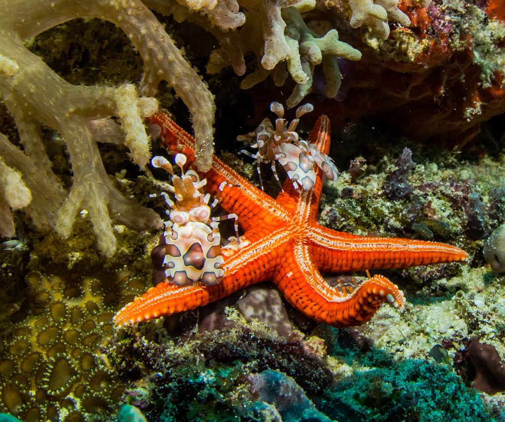 arlequin shrimp